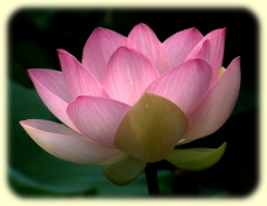 the lotus flower